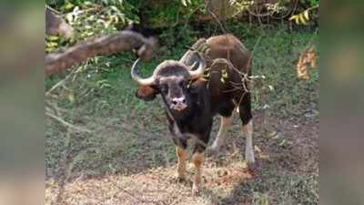 प्राण्यांचे सहअस्तित्व स्वीकारण्याची गरज; वन विभागाचे पुणेकरांना आवाहन