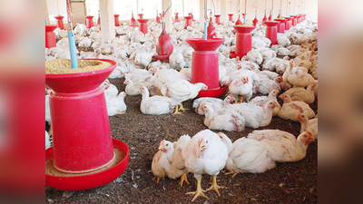 जापान में तेजी से फैल रहा बर्ड फ्लू, चीबा प्रांत में की जाएगी 11 लाख मुर्गियों की हत्‍या