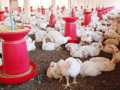 जापान में तेजी से फैल रहा बर्ड फ्लू, चीबा प्रांत में की जाएगी 11 लाख मुर्गियों की हत्‍या