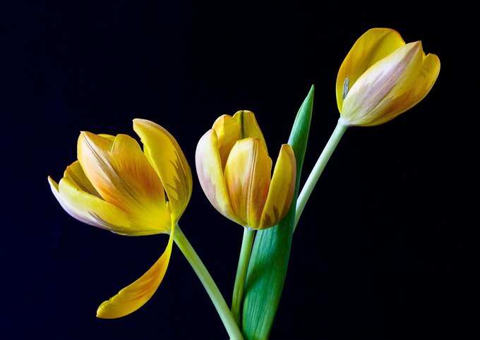 Yellow Flowers