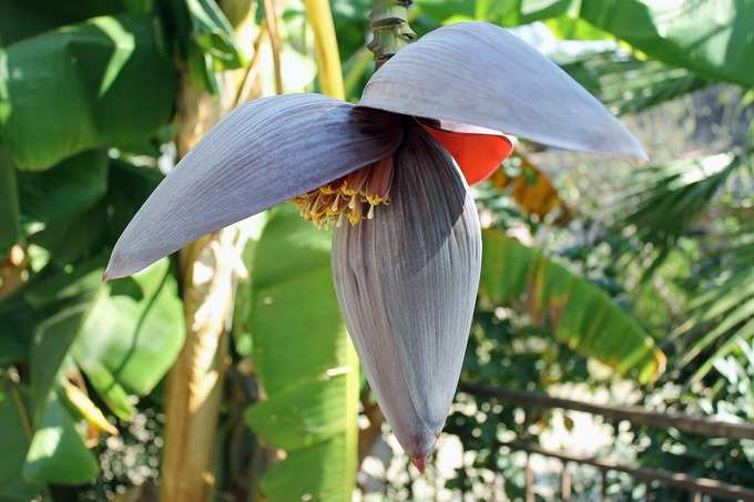 Banana Plant