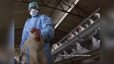 Bird Flu करोनानंतर बर्ड फ्लूचे संकट; या देशात ११ लाख कोंबड्यांना ठार करणार