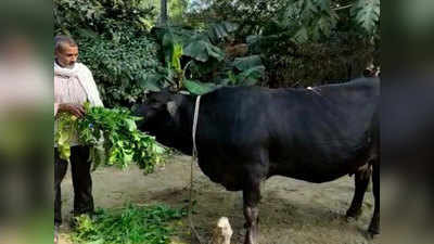 Amethi News: बगैर गर्भधारण हर रोज 15 लीटर दूध दे रही अनोखा गाय, देखने आ रहे गांववाले