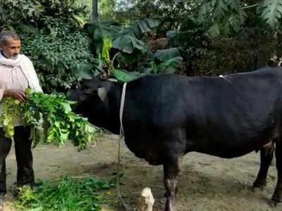 Amethi News: बगैर गर्भधारण हर रोज 15 लीटर दूध दे रही अनोखा गाय, देखने आ रहे गांववाले