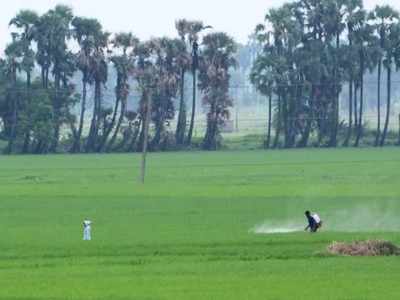 ರೈತರಿಂದಲೇ ಬೆಳೆ ಸಮೀಕ್ಷೆ: ಡಿ. 31 ಕೊನೆಯ ದಿನ!