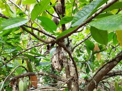 രോഗം ബാധിച്ച് കായകള്‍ കരിഞ്ഞുണങ്ങുന്നു; വിളവില്‍ ഗണ്യമായ കുറവ്; വയനാട്ടില്‍ കൊക്കോ കര്‍ഷകര്‍ ദുരിതത്തില്‍! തിരിഞ്ഞുനോക്കാതെ അധികൃതര്‍