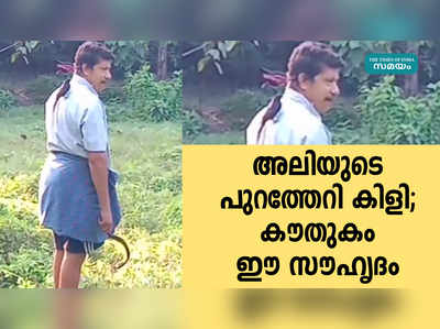 അലിയുടെ പുറത്തേറി കിളി; കൗതുകം ഈ സൗഹൃദം