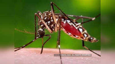 2020 में मलेरिया छोड़ सभी मौसमी बीमारियां बेअसर, लेप्टोस्पायरोसिस के आंकड़ों में 15.66 प्रतिशत की गिरावट दर्ज