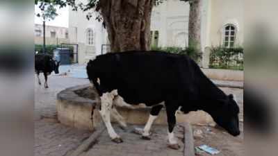 Karnataka cow slaughter ordinance: गोकशी बैन पर खाने पर प्रतिबंध नहीं, जानें क्या हैं अध्यादेश की 5 खास बातें