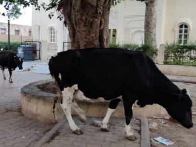 Karnataka cow slaughter ordinance: गोकशी बैन पर खाने पर प्रतिबंध नहीं, जानें क्या हैं अध्यादेश की 5 खास बातें