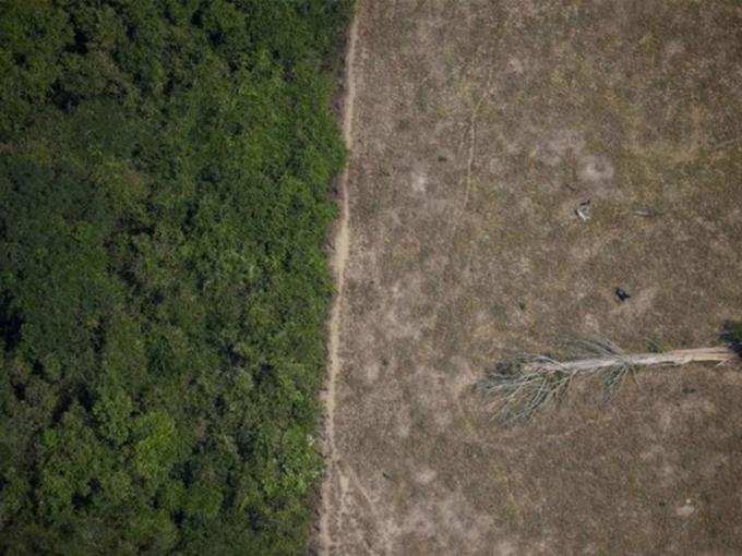 ​​અમેઝોનના જંગલમાં કાપણીનો વિસ્તાર