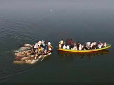 పశువులపై దారుణ హింస.. గుంపుగా  కృష్ణా నదిలో పడేసి లాగుతూ 2 కి.మీ.. వీడియో