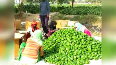 किसान आंदोलन की शिमला मिर्च पर मार, 3500 की जगह 1500 रुपये क्विंटल में हो रही बिक्री
