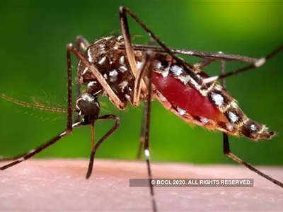 मुंबई में मच्छरों का बढ़ा प्रकोप, नालों में कचरा व गंदा पानी जमा होने से बढ़ी समस्या