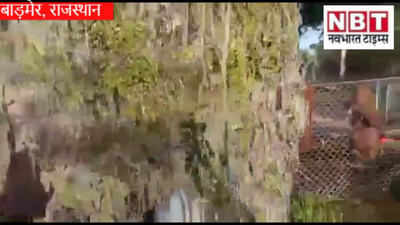 Rajasthan : सबसे गर्म रहने वाले बाड़मेर में भी ऐसी ठंड,  पेड- पौछे बनें Icy tree, देखें Video