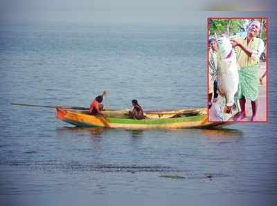 తూ.గో: మత్స్యకారుడికి చిక్కిన భారీ చేప.. అమ్మో రేటా!