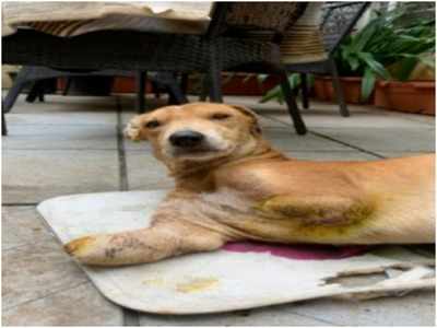 Lucknow News: पालतू कुत्ते ने किराएदार की पत्नी को एक, दो नहीं बल्कि 3 बार काटा, पुलिस में शिकायत