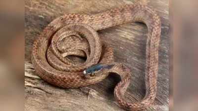 शोधला गोगलगाय खाणारा साप