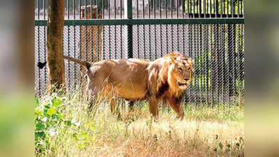 Mumbai News: रानीबाग में सुनने को मिलेगी शेरों की दहाड़, गुजरात और मध्य प्रदेश से लाए जाएंगे शेर-शेरनी के एक-एक जोड़े
