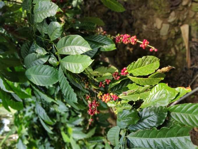 Coffee in Western Ghat