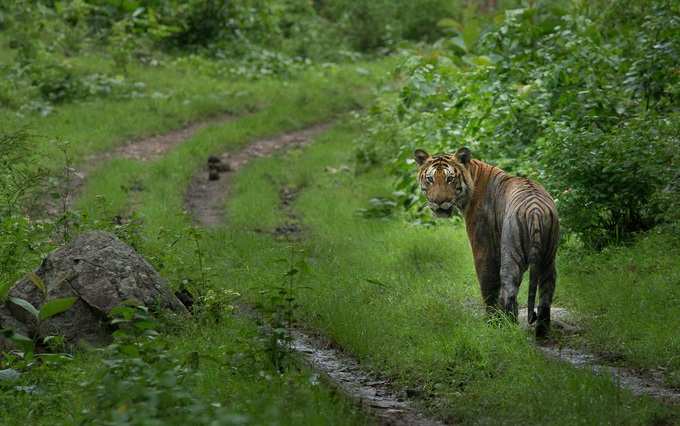 Tiger Western Ghat