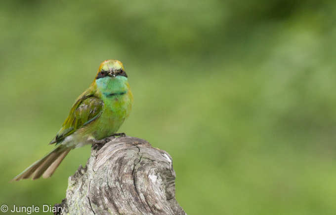 Bird Western Ghat