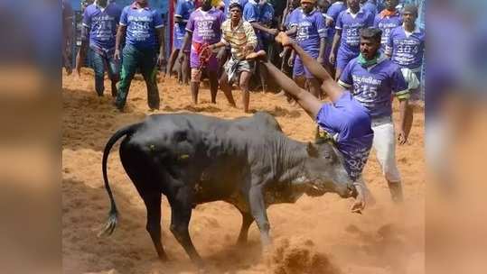 பொங்கலன்று மதுரையில் ஜல்லிக்கட்டு நடத்துவதில் சலசலப்பு: அரசு முடிவு என்ன?