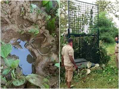 പകൽ വിശ്രമം, രാത്രി കറക്കം, കാൽപാടുകൾ കണ്ടെത്തി...ക്യാമറയുമായി പിന്നാലെ വനംവകുപ്പ്; കുടുങ്ങാതെ കടുവ