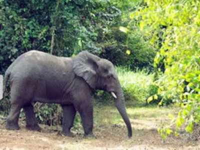 ಹಾಸನದಲ್ಲಿ ಕಾಡಾನೆ ದಾಳಿಗೆ ಮತ್ತೊಂದು ಬಲಿ!