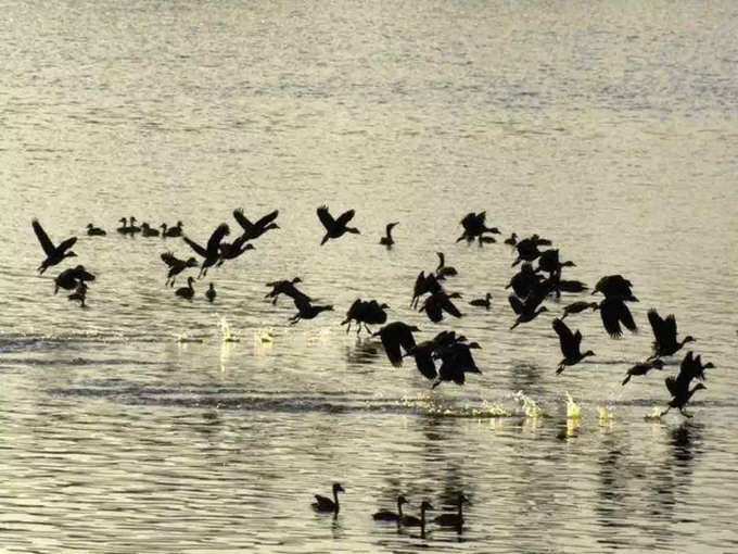 गुजरात के जूनागढ़ में पक्षियों की मौत