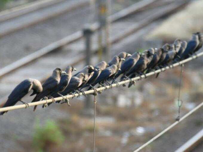 ​राजस्थानात २५० कावळ्यांचा मृत्यू