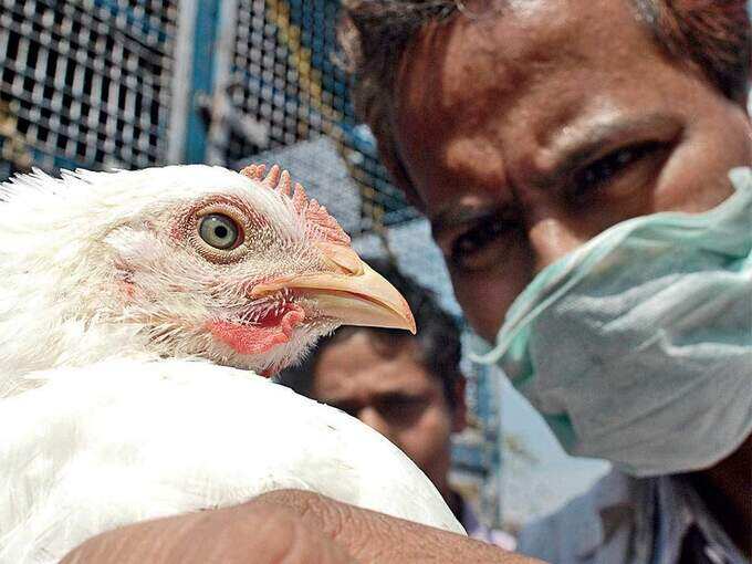 ​मध्य प्रदेशात ५० कावळ्यांचा मृत्यू