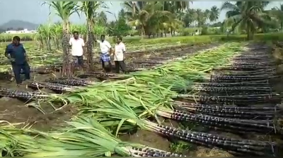 பொங்கல் திருவிழா... முதல்வரை பாராட்டும் கரும்பு விவசாயிகள்!