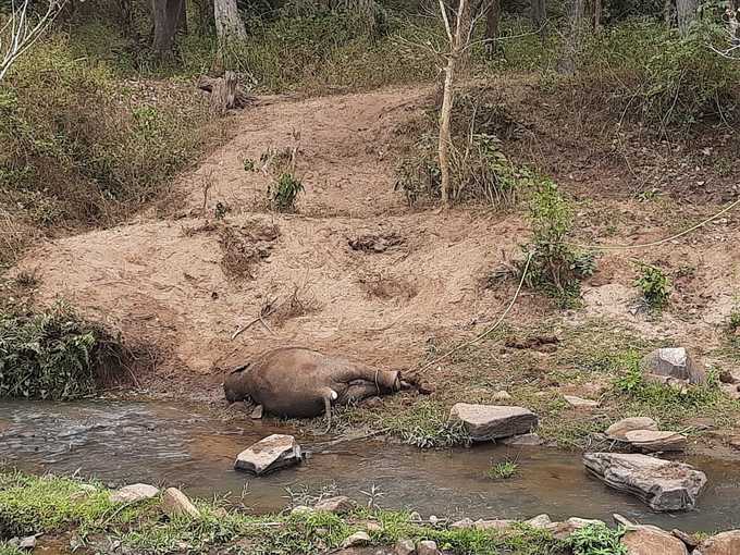 ​ചരിഞ്ഞത് അഞ്ച് മാസം പ്രായമുള്ള പിടിയാന