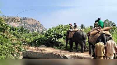 ಕೊಪ್ಪಳ: ಚಿರತೆ ಬೇಟೆಗೆ ಸಕ್ರೆಬೈಲು ಆನೆ ಪಡೆ