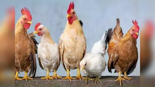 H5 N1 : பீதியை கிளப்பும் பறவைக்காய்ச்சல் அறிகுறிகள், யாரெல்லாம் எச்சரிக்கையாக இருக்க வேண்டும்!