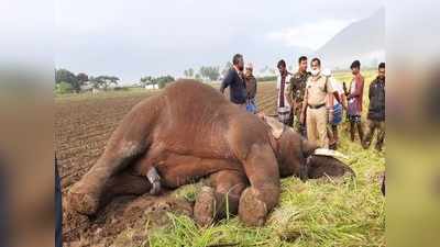 யானையைக் கொன்று குவிக்கும் கோவை விவசாயிகள்: என்னதான் நடக்கிறது..?