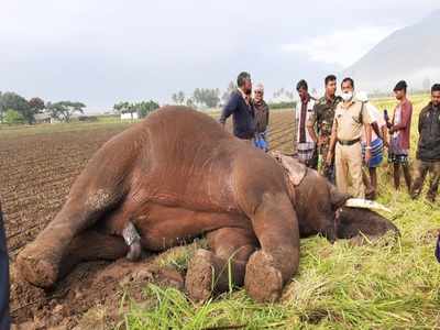 யானையைக் கொன்று குவிக்கும் கோவை விவசாயிகள்: என்னதான் நடக்கிறது..?