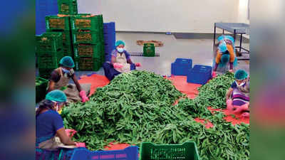 नोएडाः बाजार में मिलती थीं केमिकल वाली सब्जियां तो किराए पर जमीन लेकर चार सहेलियां खुद उगाने लगींं ऑर्गेनिक सब्जियां