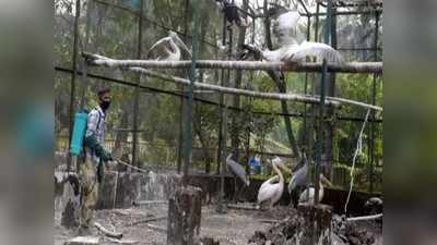 बर्ड फ्लू का कहर: झालावाड़ में धारा 144, हरियाणा में 1 लाख मुर्गियों की मौत, यूपी और कर्नाटक में अलर्ट