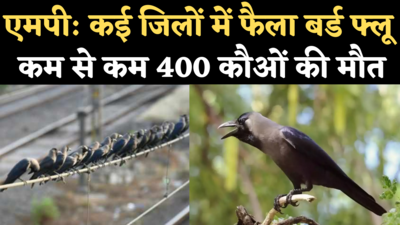 Bird Flu in Madhya Pradesh: एमपी के 7-8 जिलों में फैला बर्ड फ्लू, 400 कौओं की मौत की पुष्टि