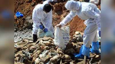 Bird flu: केरल में मुर्गों और बत्तखों को मारना शुरू किया गया, जम्मू-कश्मीर, तमिलनाडु में अलर्ट