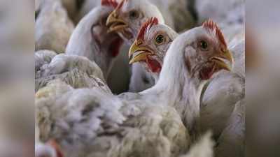 Bird Flu: बर्ड फ्लू को लेकर राज्यों में अलर्ट, केरल में शुरू किया गया मुर्गों और बत्तखों को मारना