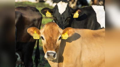 Cow Science Exam: पहली बार ऐसी परीक्षा.. गौ विज्ञान पर 25 फरवरी को होगा नेशनल एग्जाम