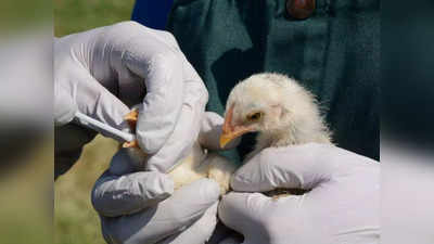 मध्य प्रदेश सरकार ने दक्षिण भारत से मुर्गे-मुर्गियों के व्यापार पर लगाया प्रतिबंध..देखें Bird Flu पर सारी अपडेट्स
