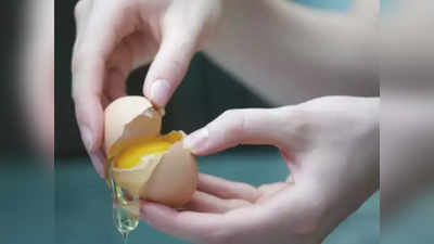 बर्ड फ्लू: अंडी, मांस खाणाऱ्यांनी घाबरू नये!