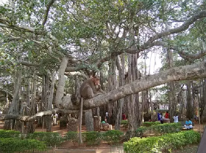 ​ಈ ಗಿಡವು ಅನೇಕ ಗ್ರಹಗಳ ಪೀಡೆ ತಡೆಯುತ್ತದೆ