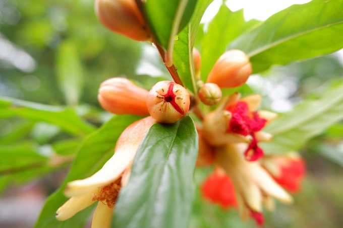 ​ಈ ಗಿಡ ರಾಹು-ಕೇತುಗಳಿಗೆ ಸಂಬಂಧಿಸಿದೆ