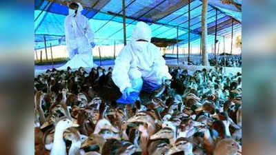 bird flu news : कई राज्यों में बर्ड फ्लू के मामले सामने आए, केंद्र सरकार ने जारी की गाइडलाइंस
