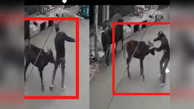 दिल्ली का वीडियो वायरल, गुस्से में गाय के बछड़े को पीटने वाला गिरफ्तार